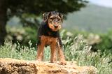 AIREDALE TERRIER 320